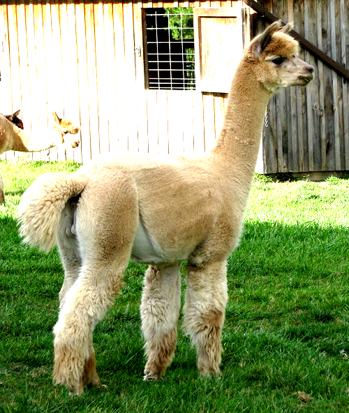 West Virginia Alpacas for sale